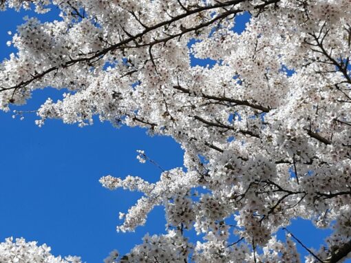 Sakura - het lied van de Japanse kersenbloesem